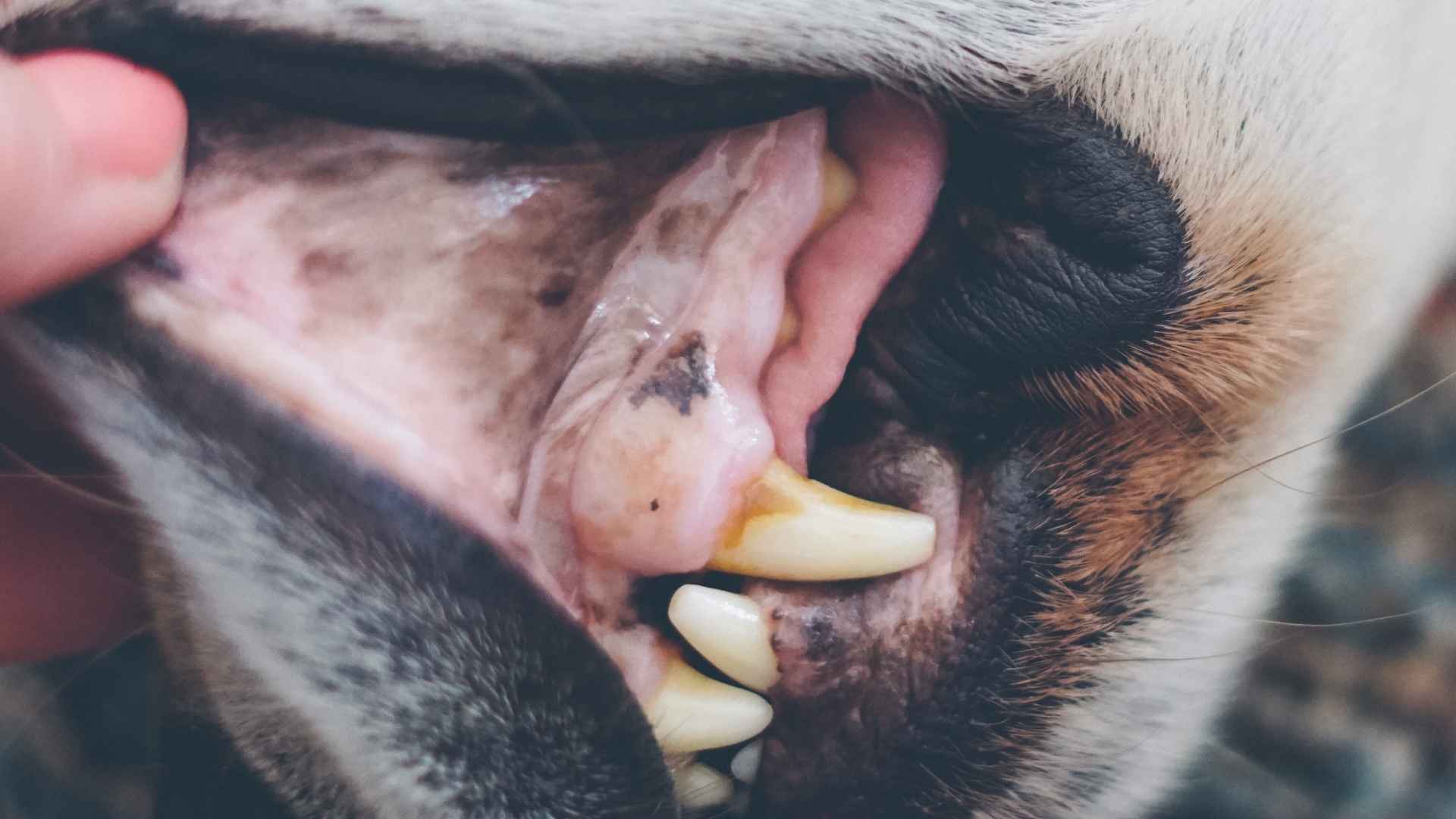 encía de perro un poco pálida